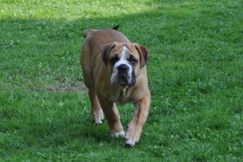 Continental Bulldogs Seeblickbulls 110818 Continental Bulldogs Seeblickbulls 110818