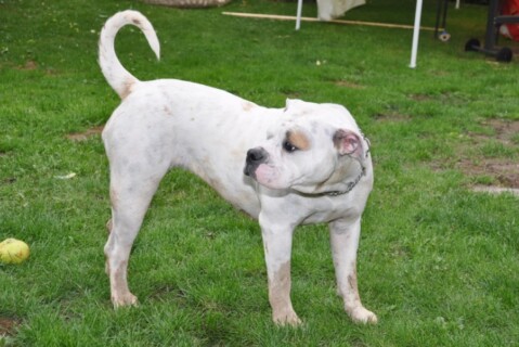 Continental Bulldogs Seeblickbulls 110819 Continental Bulldogs Seeblickbulls 110819