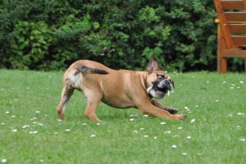 Continental Bulldogs Seeblickbulls 110825 Continental Bulldogs Seeblickbulls 110825