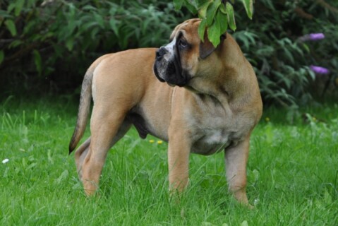 Continental Bulldogs Seeblickbulls 110826 Continental Bulldogs Seeblickbulls 110826