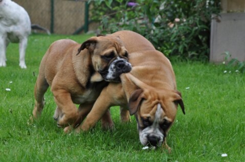 Continental Bulldogs Seeblickbulls 110827 Continental Bulldogs Seeblickbulls 110827
