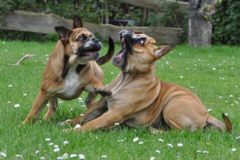 Continental Bulldogs Seeblickbulls 110830 Continental Bulldogs Seeblickbulls 110830