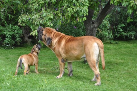 Continental Bulldogs Seeblickbulls 110901 Continental Bulldogs Seeblickbulls 110901