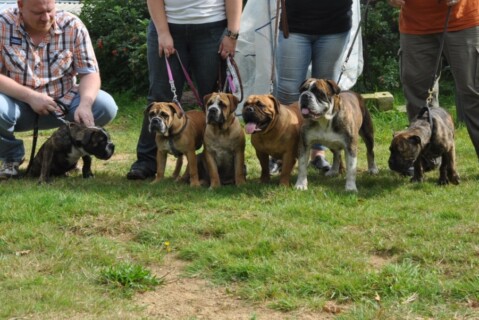 Continental Bulldogs Seeblickbulls 110910 Continental Bulldogs Seeblickbulls 110910