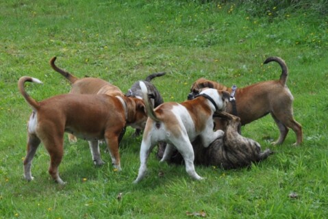 Continental Bulldogs Seeblickbulls 110911 Continental Bulldogs Seeblickbulls 110911