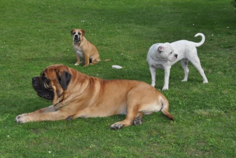 Continental Bulldogs Seeblickbulls 110915 Continental Bulldogs Seeblickbulls 110915