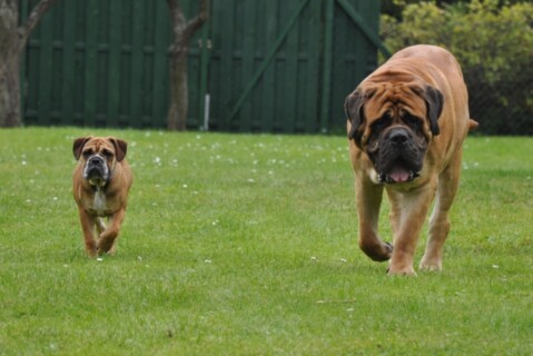 Continental Bulldogs Seeblickbulls 110918 Continental Bulldogs Seeblickbulls 110918
