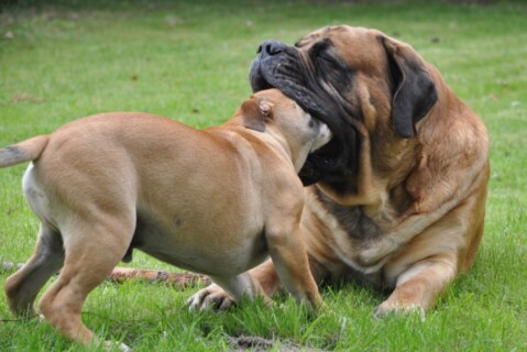 Continental Bulldogs Seeblickbulls 110919 Continental Bulldogs Seeblickbulls 110919