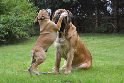 Continental Bulldogs Seeblickbulls 110927 Continental Bulldogs Seeblickbulls 110927