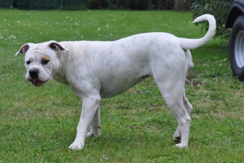 Continental Bulldogs Seeblickbulls 110928 Continental Bulldogs Seeblickbulls 110928