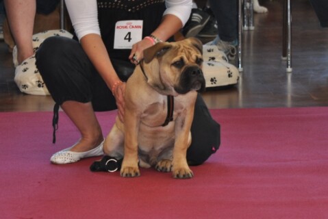 Continental Bulldogs Seeblickbulls 111003 Continental Bulldogs Seeblickbulls 111003