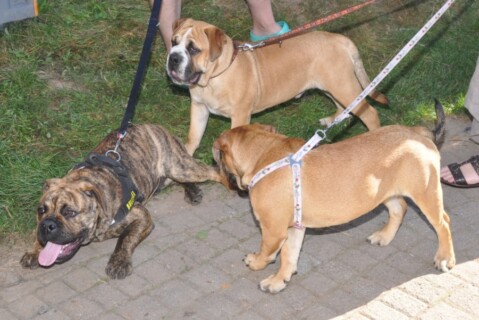 Continental Bulldogs Seeblickbulls 111004 Continental Bulldogs Seeblickbulls 111004