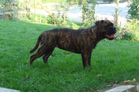 Continental Bulldogs Seeblickbulls 111005 Continental Bulldogs Seeblickbulls 111005