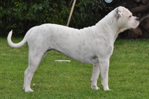 Continental Bulldogs Seeblickbulls 111009 Continental Bulldogs Seeblickbulls 111009