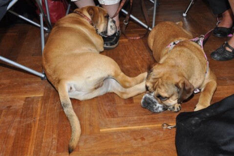 Continental Bulldogs Seeblickbulls 111011 Continental Bulldogs Seeblickbulls 111011
