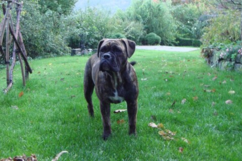 Continental Bulldogs Seeblickbulls 111017 Continental Bulldogs Seeblickbulls 111017