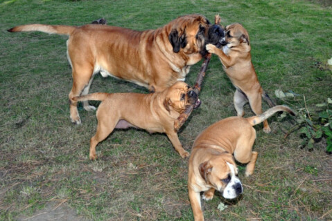 Continental Bulldogs Seeblickbulls 111019 Continental Bulldogs Seeblickbulls 111019