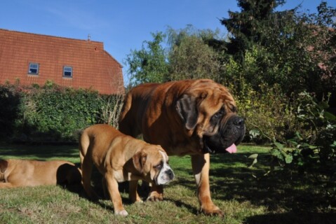 Continental Bulldogs Seeblickbulls 111020 Continental Bulldogs Seeblickbulls 111020