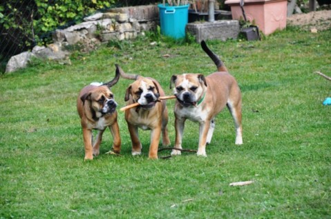 Continental Bulldogs Seeblickbulls 111022 Continental Bulldogs Seeblickbulls 111022