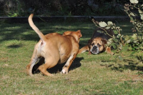 Continental Bulldogs Seeblickbulls 111023 Continental Bulldogs Seeblickbulls 111023