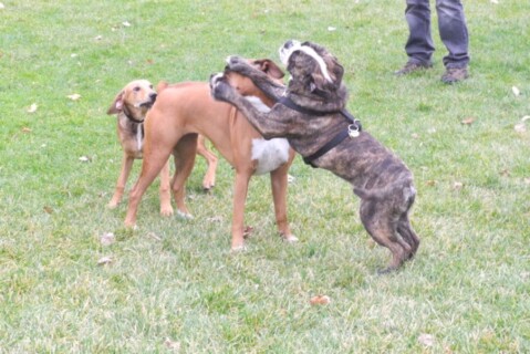 Continental Bulldogs Seeblickbulls 111104 Continental Bulldogs Seeblickbulls 111104