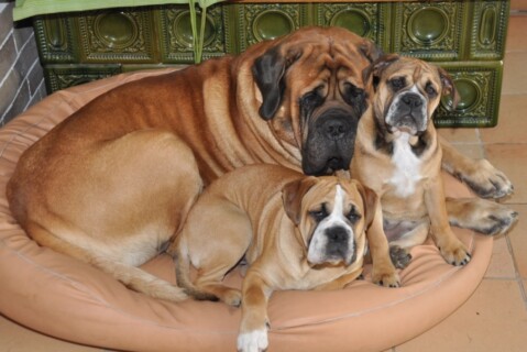 Continental Bulldogs Seeblickbulls 111106 Continental Bulldogs Seeblickbulls 111106