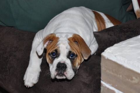 Continental Bulldogs Seeblickbulls 111108 Continental Bulldogs Seeblickbulls 111108