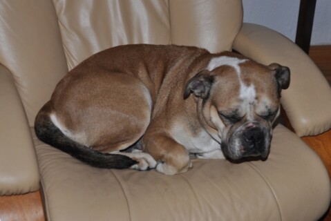 Continental Bulldogs Seeblickbulls 111110 Continental Bulldogs Seeblickbulls 111110