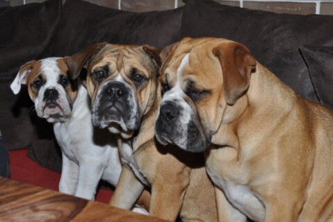 Continental Bulldogs Seeblickbulls 111111 Continental Bulldogs Seeblickbulls 111111