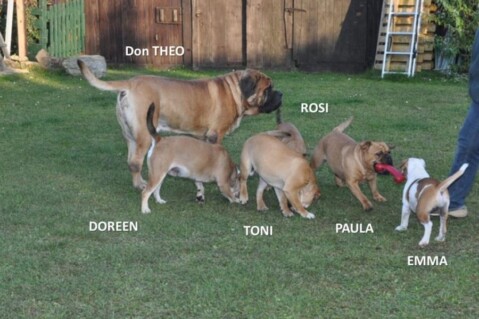 Continental Bulldogs Seeblickbulls 111112 Continental Bulldogs Seeblickbulls 111112