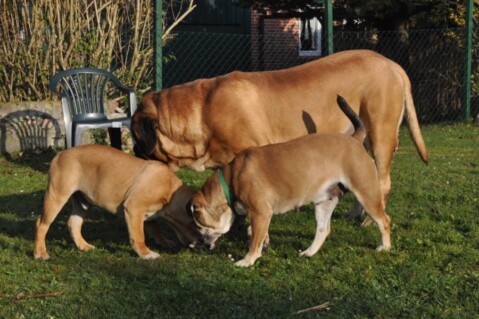 Continental Bulldogs Seeblickbulls 111113 Continental Bulldogs Seeblickbulls 111113