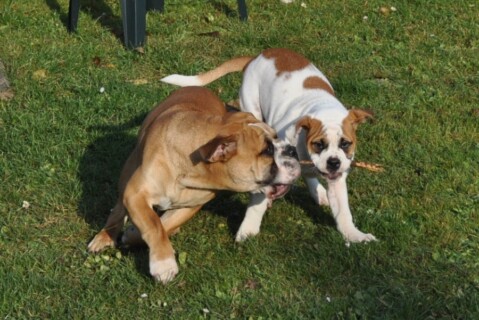 Continental Bulldogs Seeblickbulls 111114 Continental Bulldogs Seeblickbulls 111114
