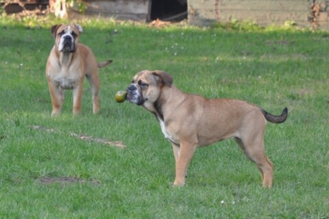 Continental Bulldogs Seeblickbulls 111115 Continental Bulldogs Seeblickbulls 111115