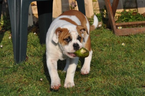 Continental Bulldogs Seeblickbulls 111117 Continental Bulldogs Seeblickbulls 111117