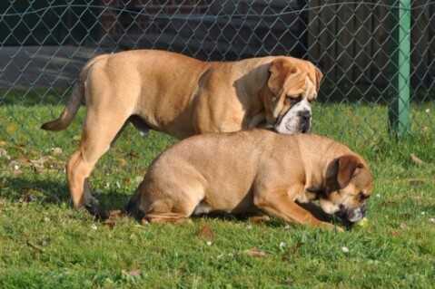 Continental Bulldogs Seeblickbulls 111118 Continental Bulldogs Seeblickbulls 111118