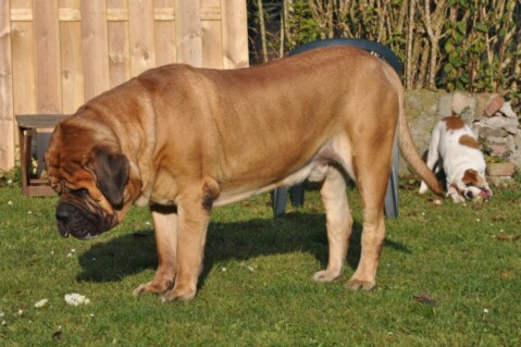 Continental Bulldogs Seeblickbulls 111119 Continental Bulldogs Seeblickbulls 111119