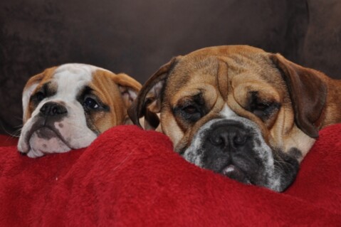 Continental Bulldogs Seeblickbulls 111120 Continental Bulldogs Seeblickbulls 111120