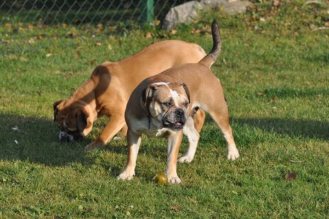 Continental Bulldogs Seeblickbulls 111121 Continental Bulldogs Seeblickbulls 111121