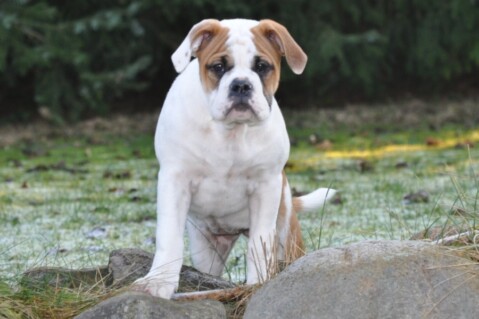 Continental Bulldogs Seeblickbulls 111122 Continental Bulldogs Seeblickbulls 111122