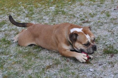 Continental Bulldogs Seeblickbulls 111123 Continental Bulldogs Seeblickbulls 111123