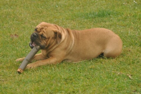 Continental Bulldogs Seeblickbulls 111124 Continental Bulldogs Seeblickbulls 111124