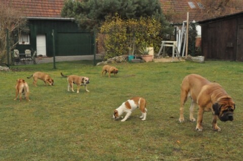 Continental Bulldogs Seeblickbulls 111125 Continental Bulldogs Seeblickbulls 111125
