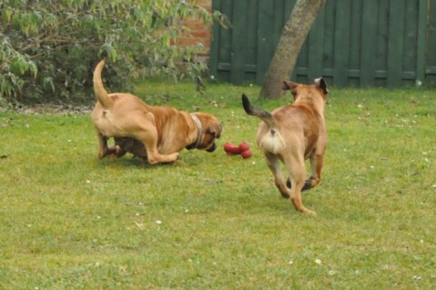 Continental Bulldogs Seeblickbulls 111126 Continental Bulldogs Seeblickbulls 111126
