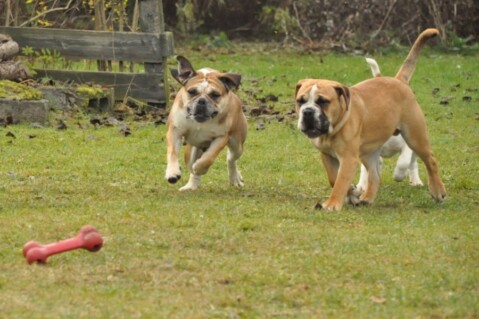 Continental Bulldogs Seeblickbulls 111127 Continental Bulldogs Seeblickbulls 111127