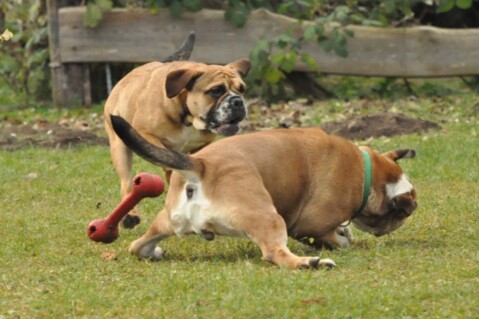 Continental Bulldogs Seeblickbulls 111128 Continental Bulldogs Seeblickbulls 111128