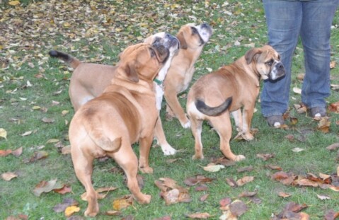 Continental Bulldogs Seeblickbulls 111129 Continental Bulldogs Seeblickbulls 111129