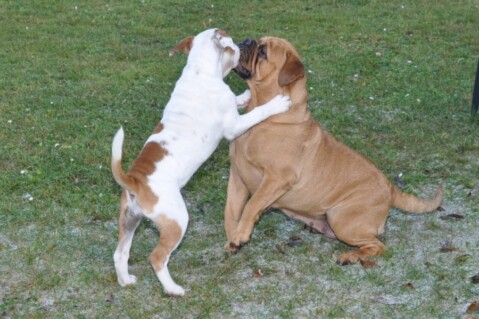 Continental Bulldogs Seeblickbulls 111130 Continental Bulldogs Seeblickbulls 111130