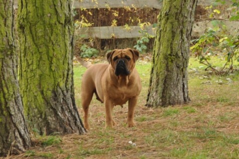 Continental Bulldogs Seeblickbulls 111202 Continental Bulldogs Seeblickbulls 111202