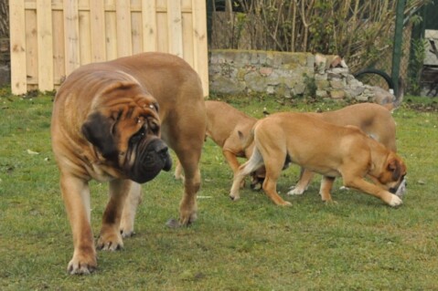 Continental Bulldogs Seeblickbulls 111203 Continental Bulldogs Seeblickbulls 111203