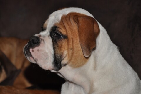 Continental Bulldogs Seeblickbulls 111210 Continental Bulldogs Seeblickbulls 111210